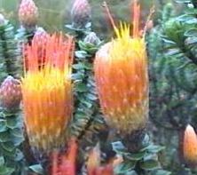 Chuquiragua flowers