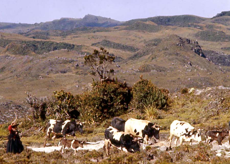 Woman herding cattle