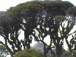 Acacana through "brocoli" trees