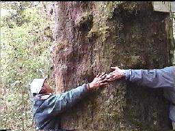Giant Podocarpus