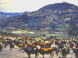The cattle market in the 1960s