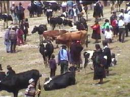 Cattle Market in 1998