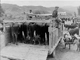 Cattle truck