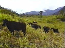 Cattle in Yacuambi pasture